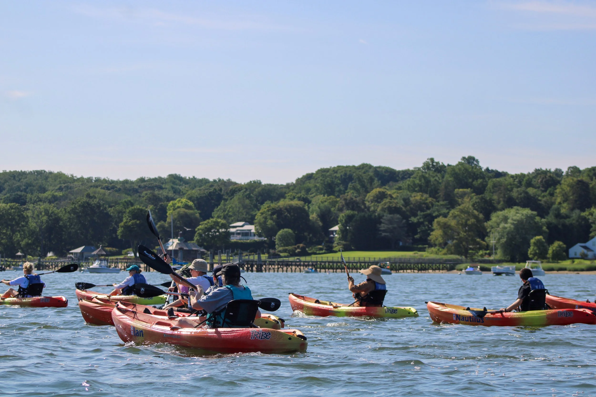 Kayak wildlife tour on Oyster Bay Harbor