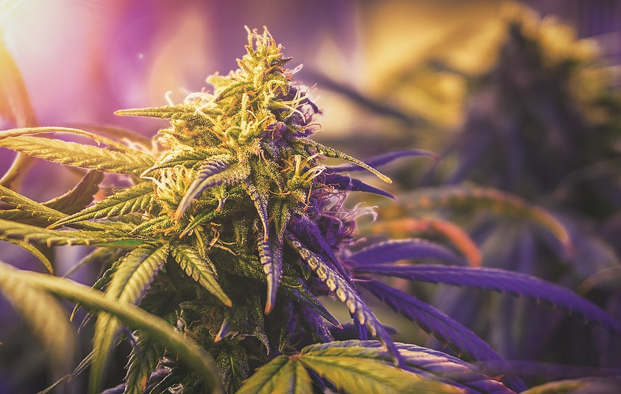 Finest Quality Flower