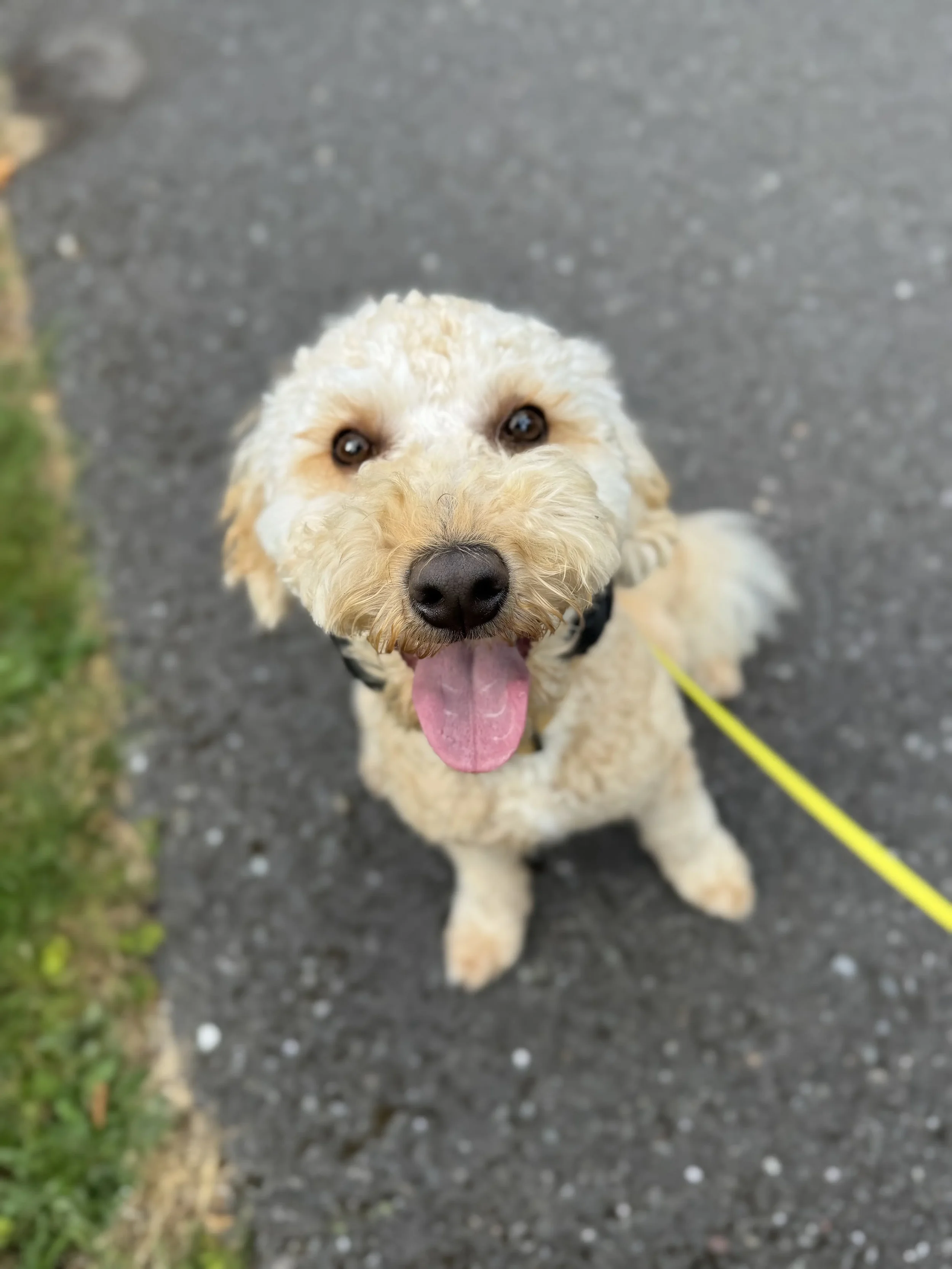 Freddie, a goldendoodle, sitting and looking up attentively during training at On the Mark Balanced Training.