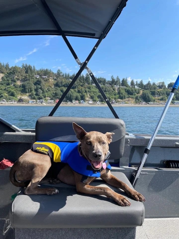 Nadia, a brindle pit bull mix in a blue life jacket, relaxing on a boat seat out on the water