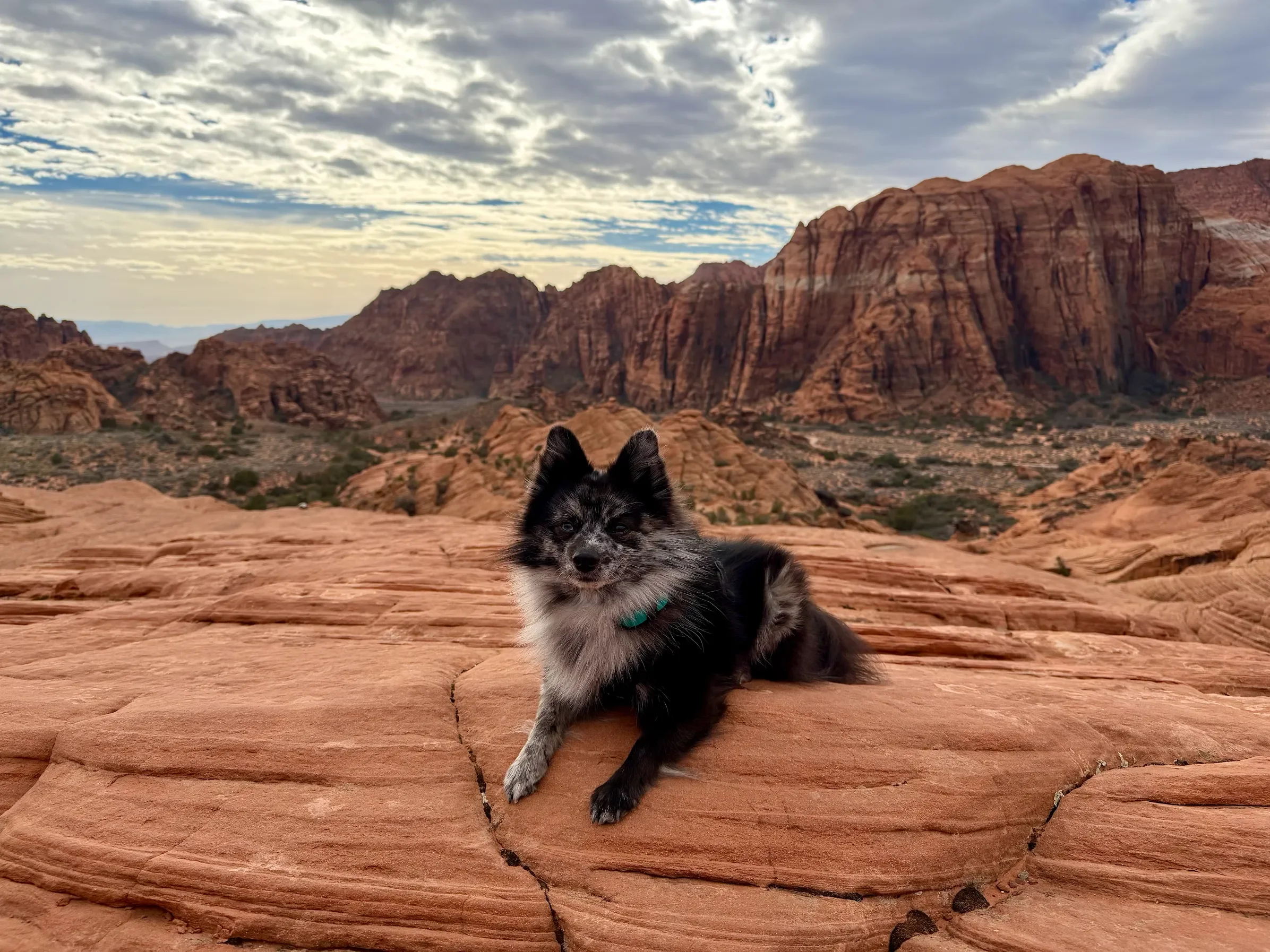 Theo, a black-and-silver Pomeranian, lying on red sandstone rocks in the desert