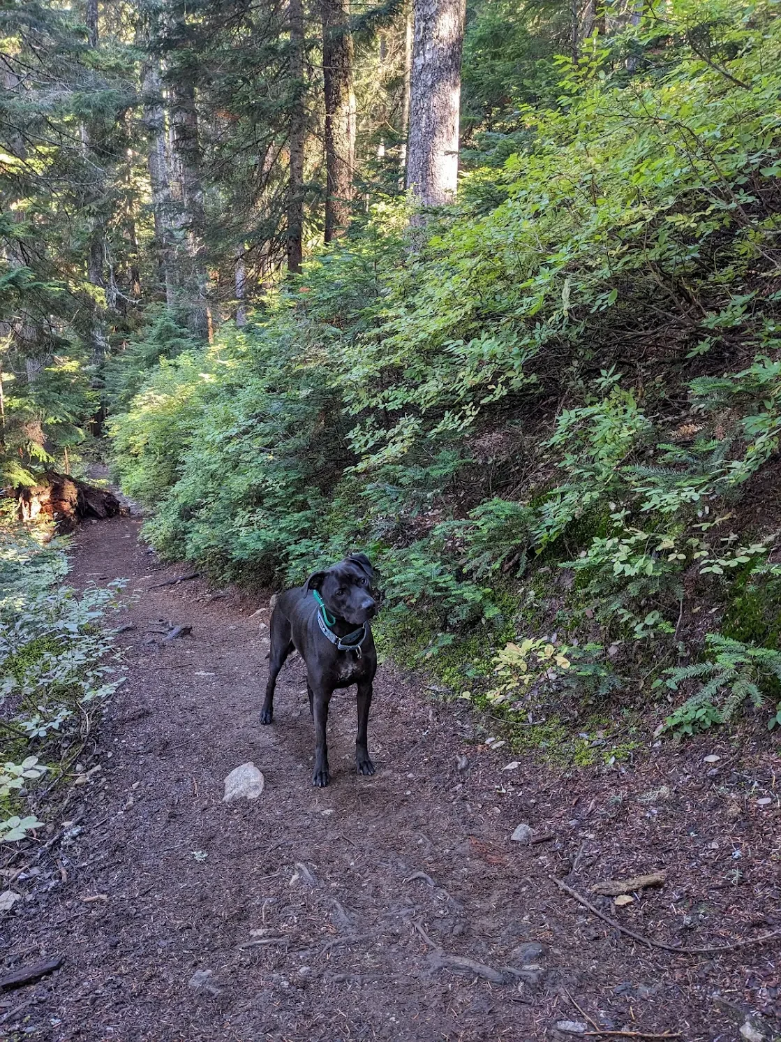 Cooper, a black Lab mix, hiking off-leash on a Pacific Northwest trail after completing board and train.