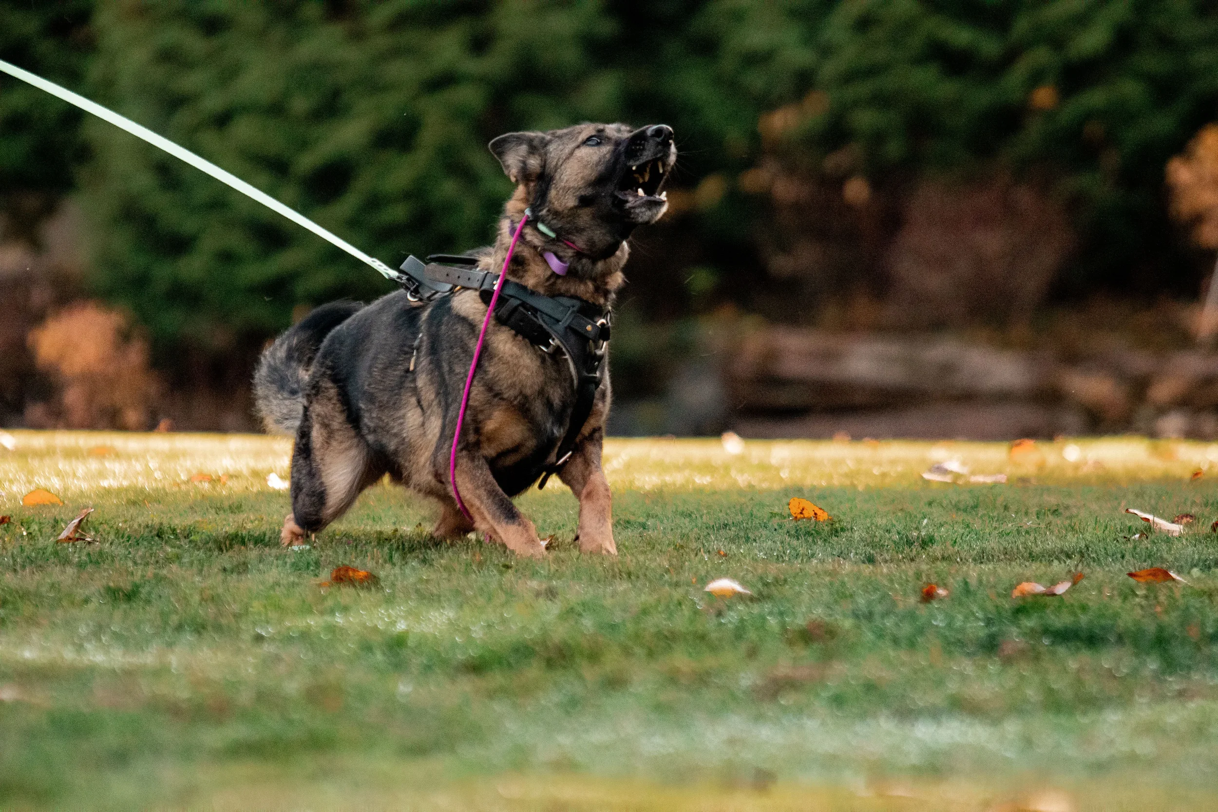 On-leash training