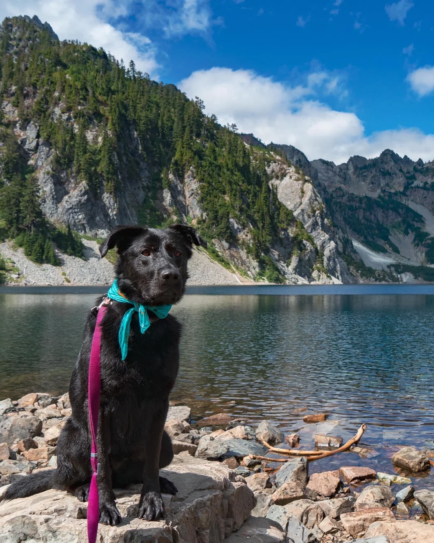A black German Shepherd mix in a teal bandana sitting on the rocks beside an alpine lake