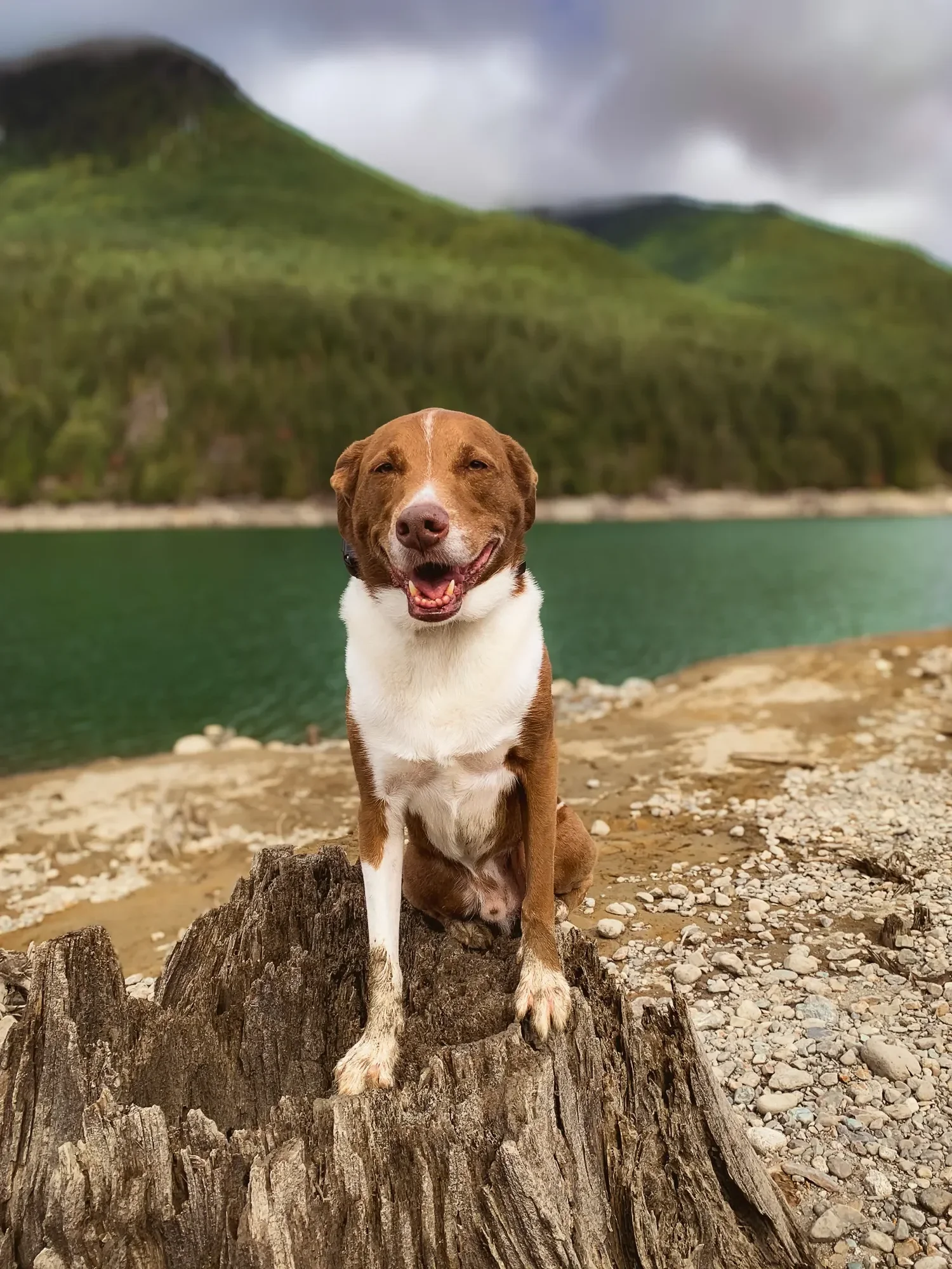 Brown and white dog standing in tall grass at golden hour, tail up and looking at the camera