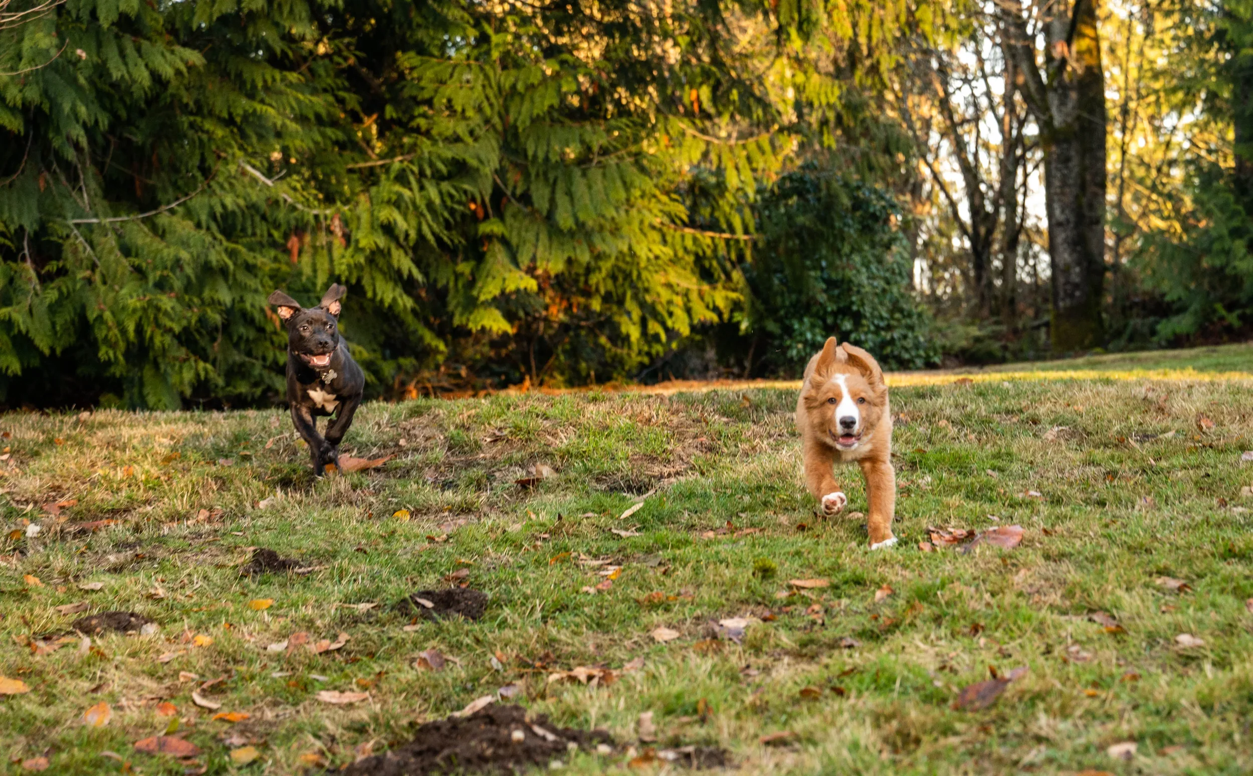 Two young dogs running freely off-leash on grass, showcasing e-collar board and train results in a Pacific Northwest yard.
