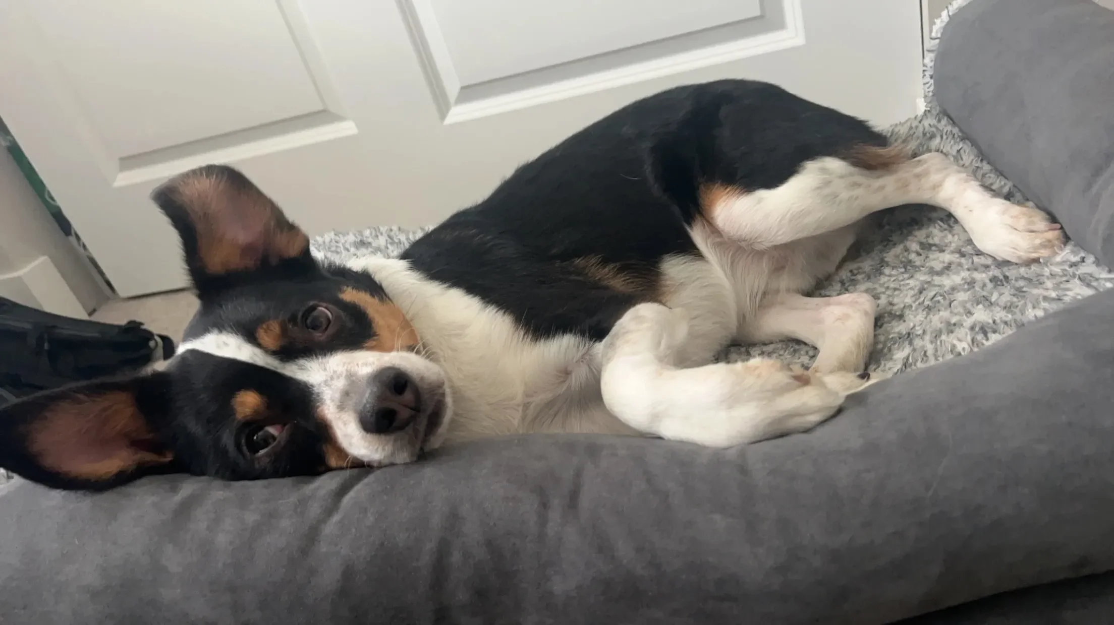 Mango, an Australian Shepherd Cattle Dog Mix, relaxing on the her dog bed at home after completing an On the Mark Balanced Training board and train program.