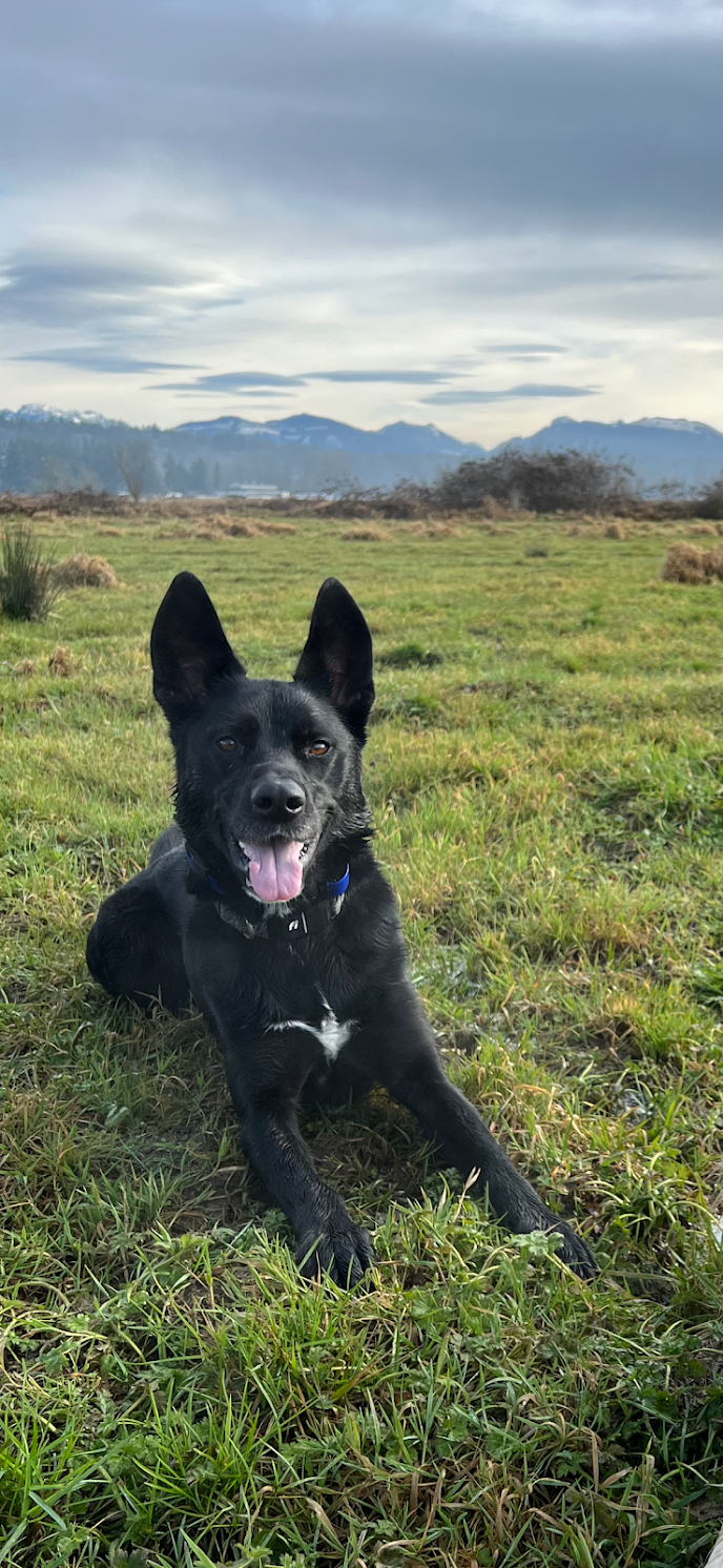 Echo, a black German Shepherd mix, holding a down stay in an open field with the Cascades in the background.