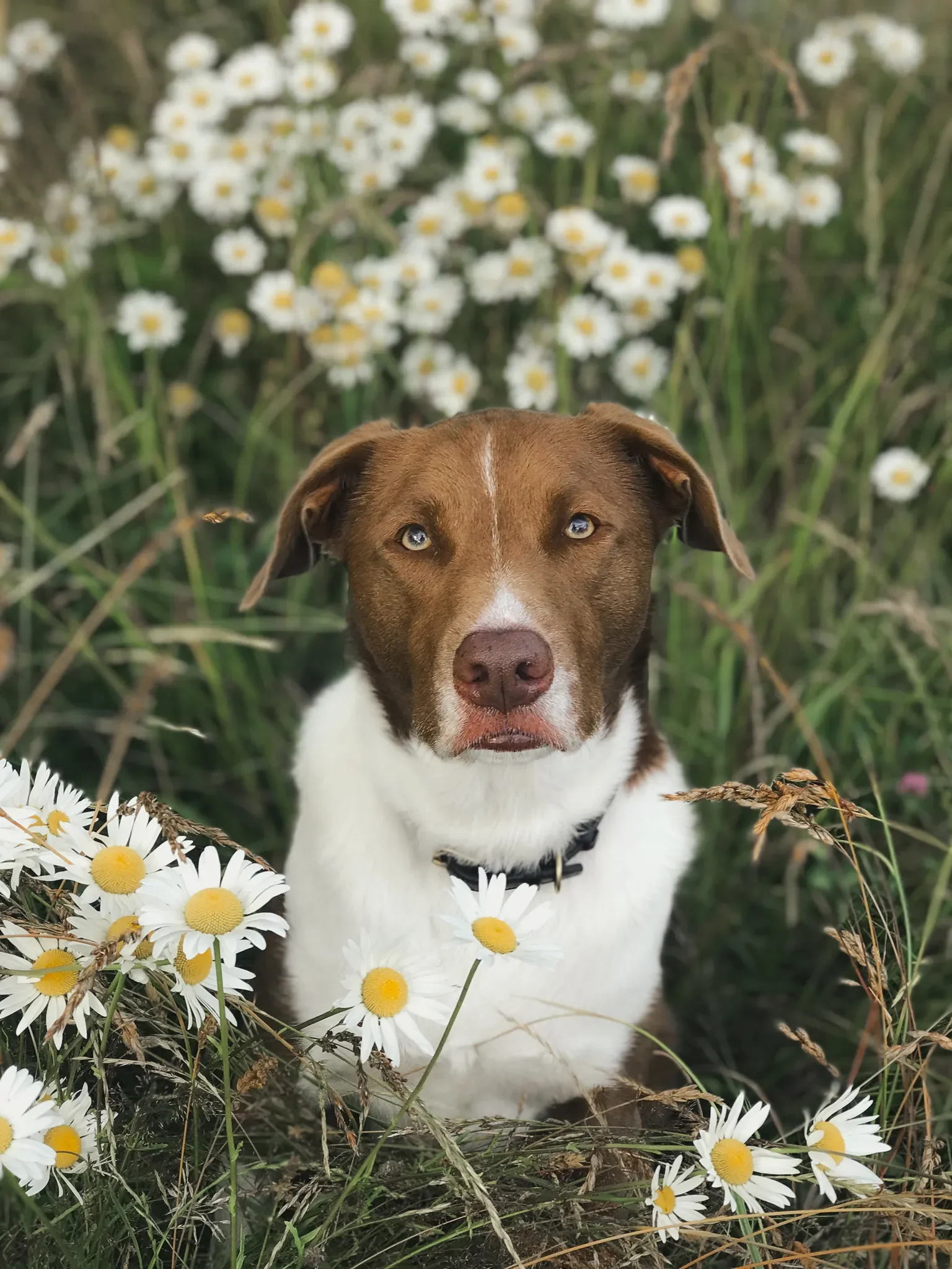 Rooney, Rachel's trained dog and OTM mascot, sitting calmly in a daisy field — a portrait of balanced dog training.