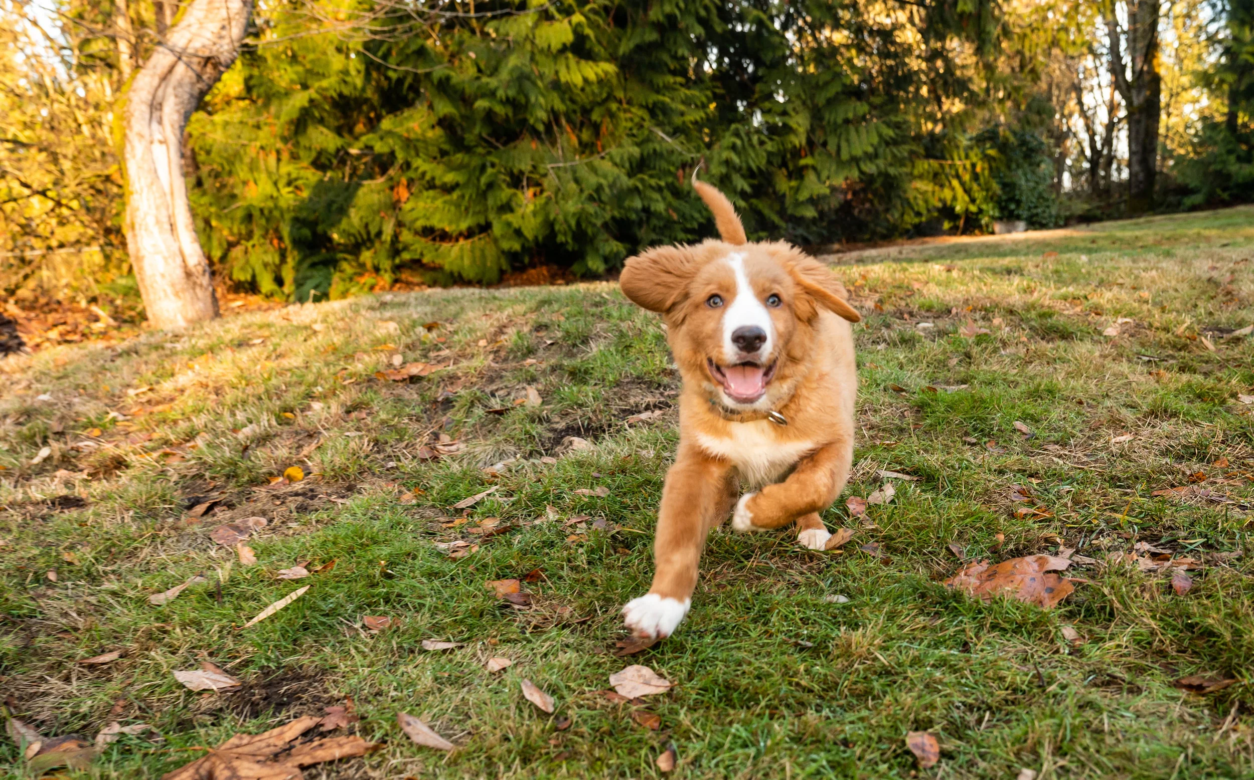 A Nova Scotia Duck Tolling Retriever puppy running full speed through a Pacific Northwest yard during early puppy training.