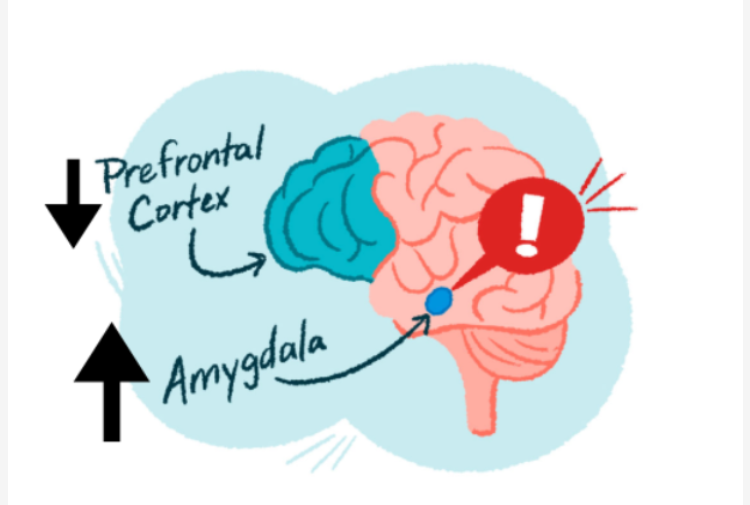 Brain development