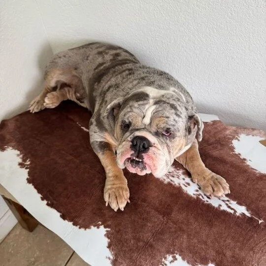 Meryl before adoption