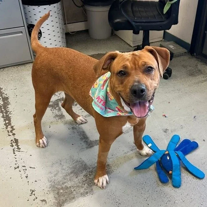Shego before adoption