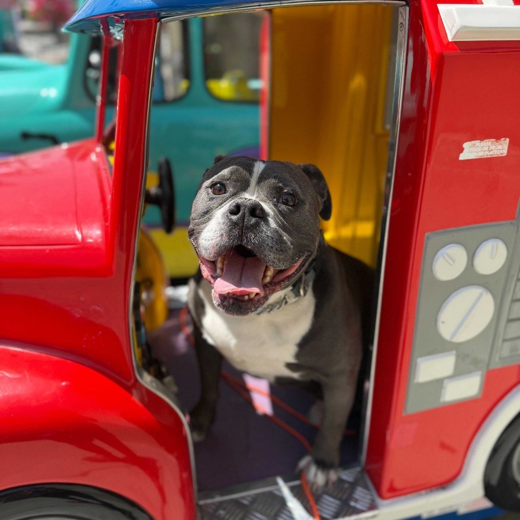 Nugget before adoption