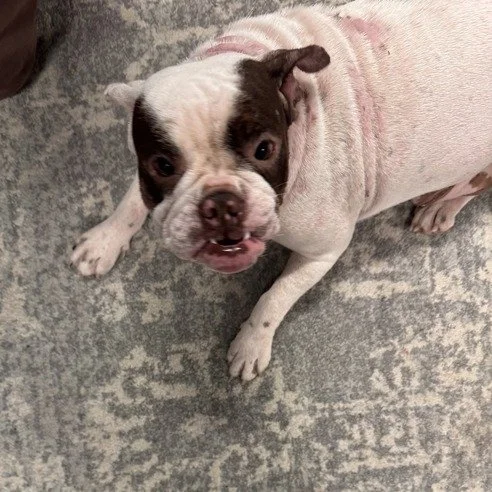 Athena before adoption