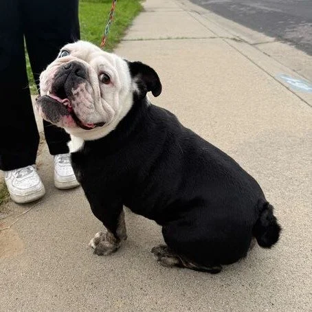 Louie before adoption