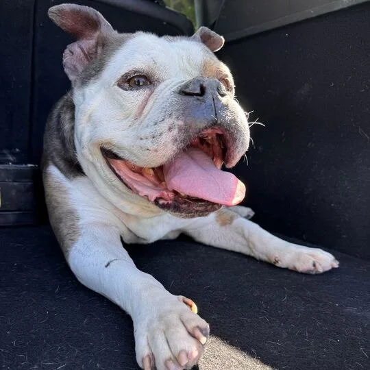 Maya before adoption