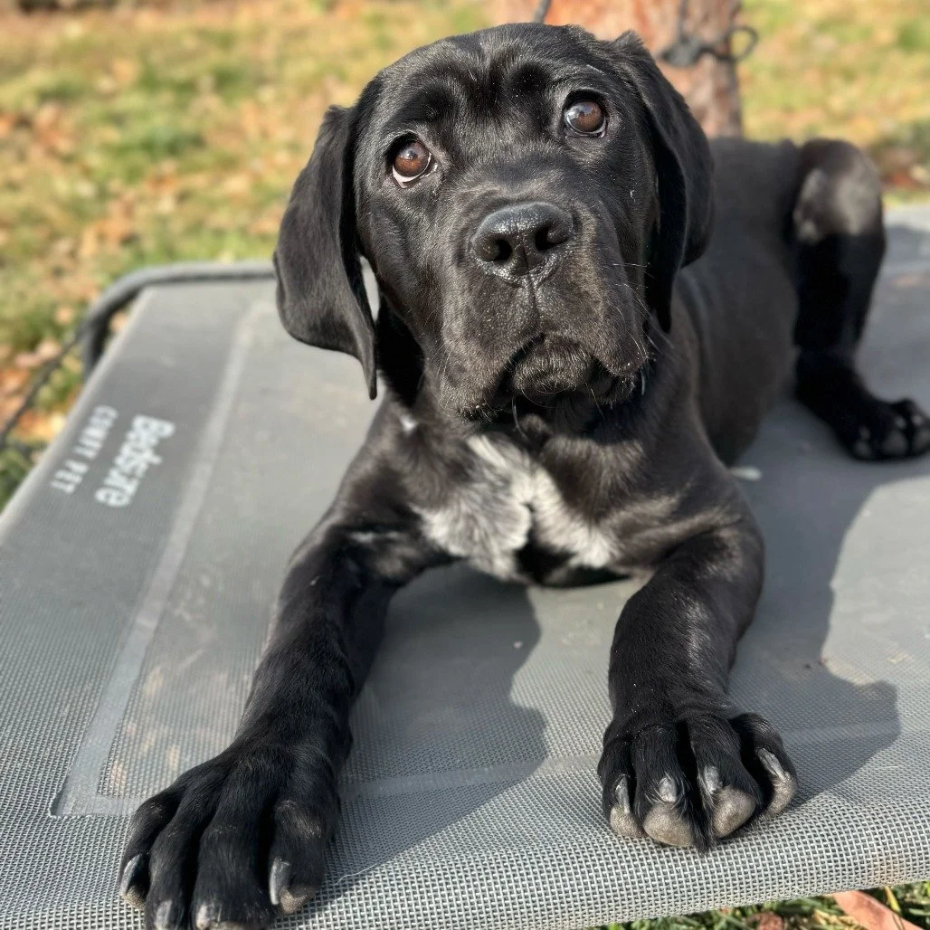 Birdie before adoption