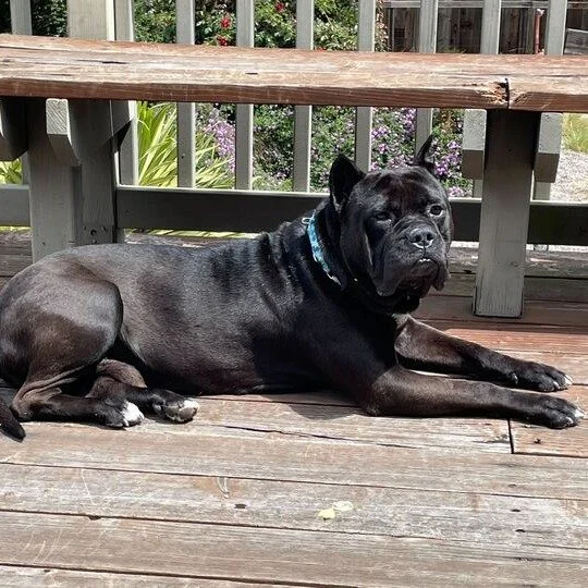 King before adoption