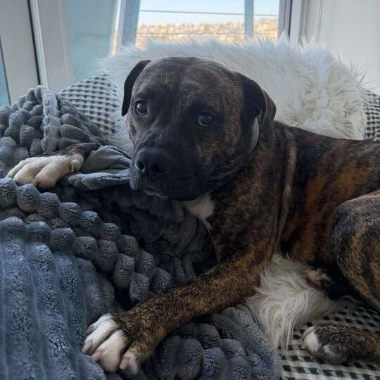 Tex before adoption