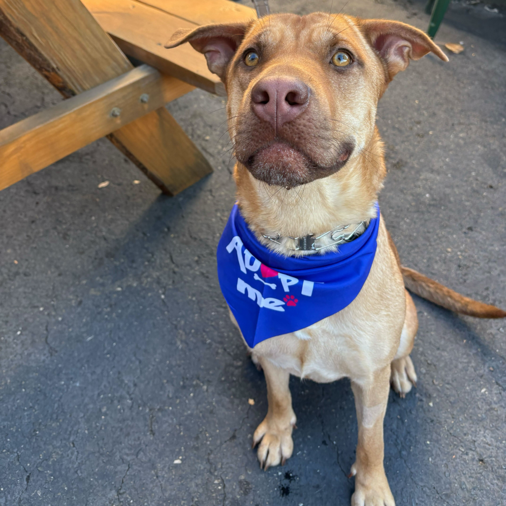 Breezy before adoption