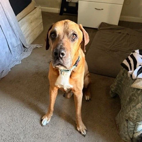 Grizzley before adoption