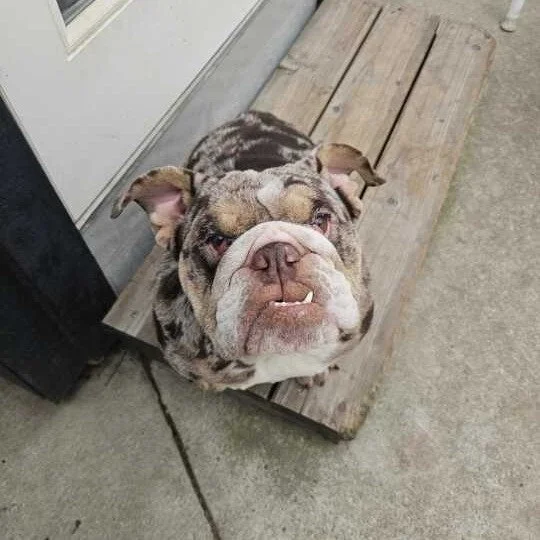 Lola before adoption