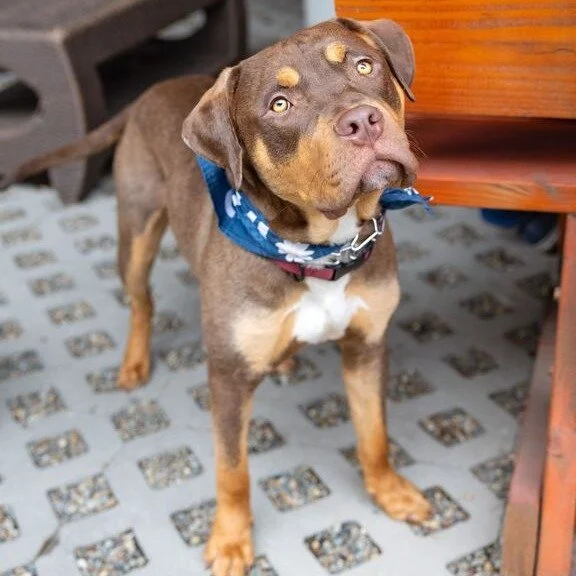Champ before adoption