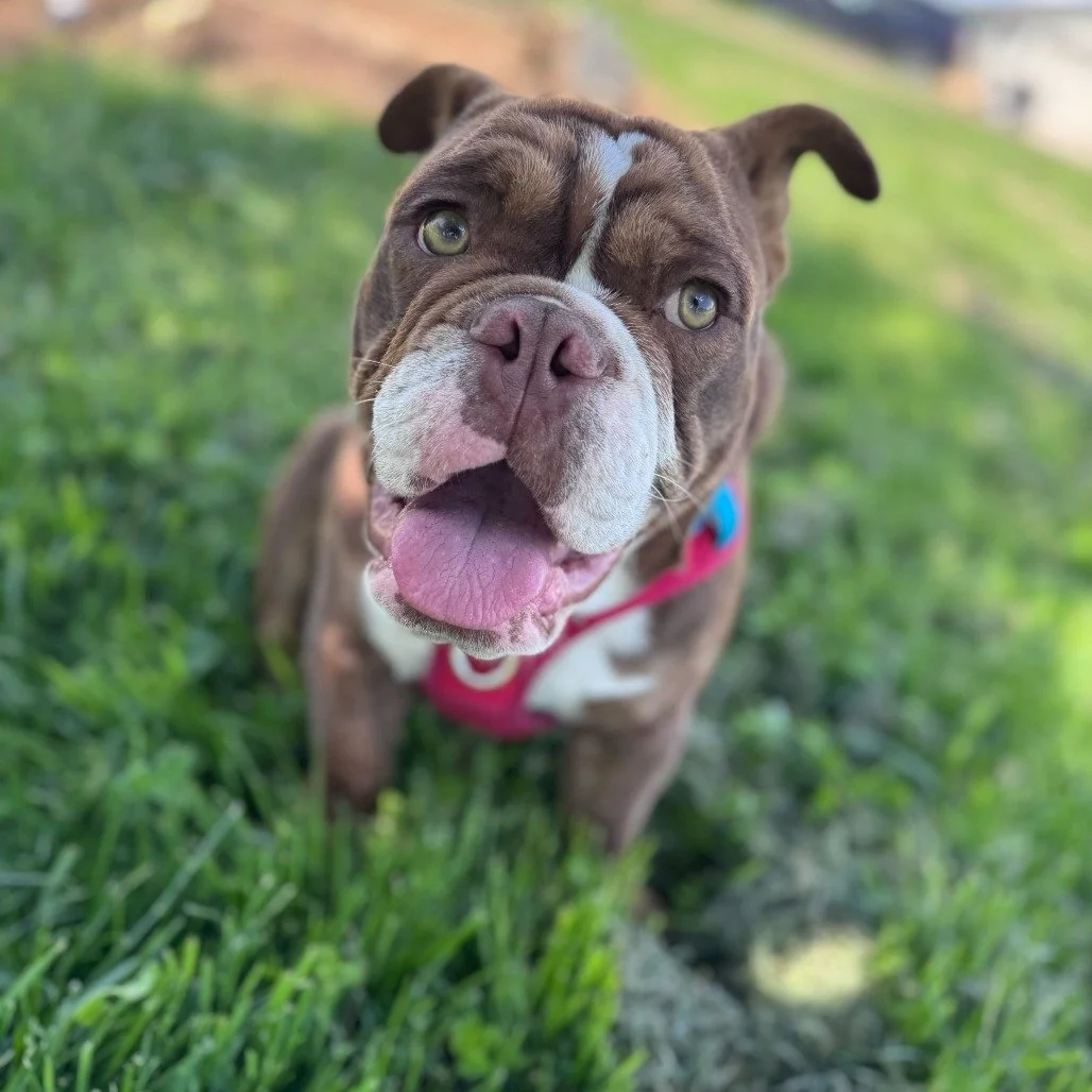 Pablo before adoption