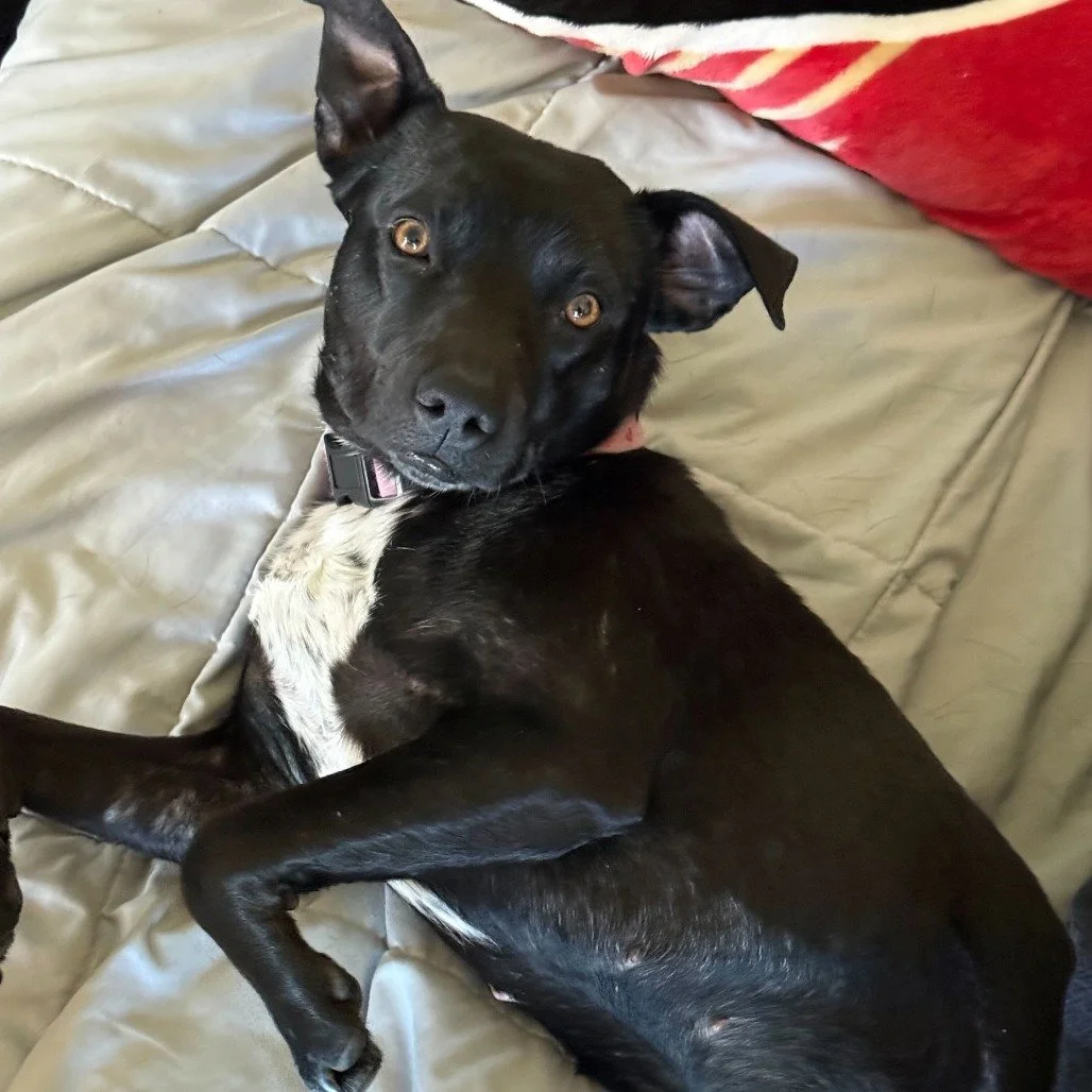 Molly before adoption