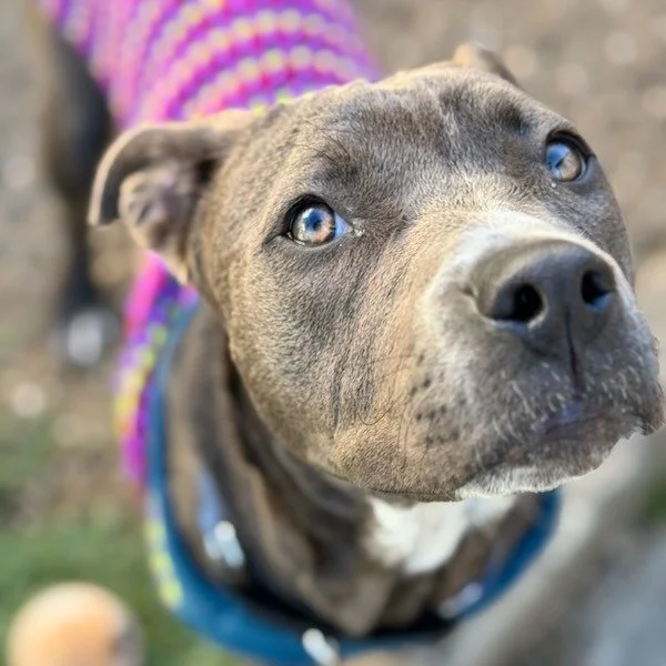 Star before adoption