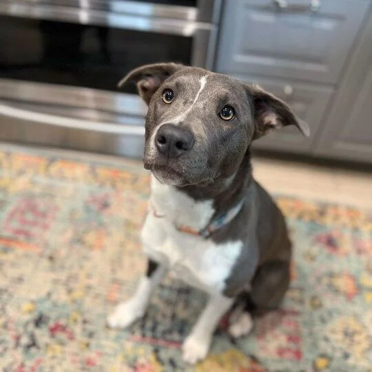 Noelle before adoption