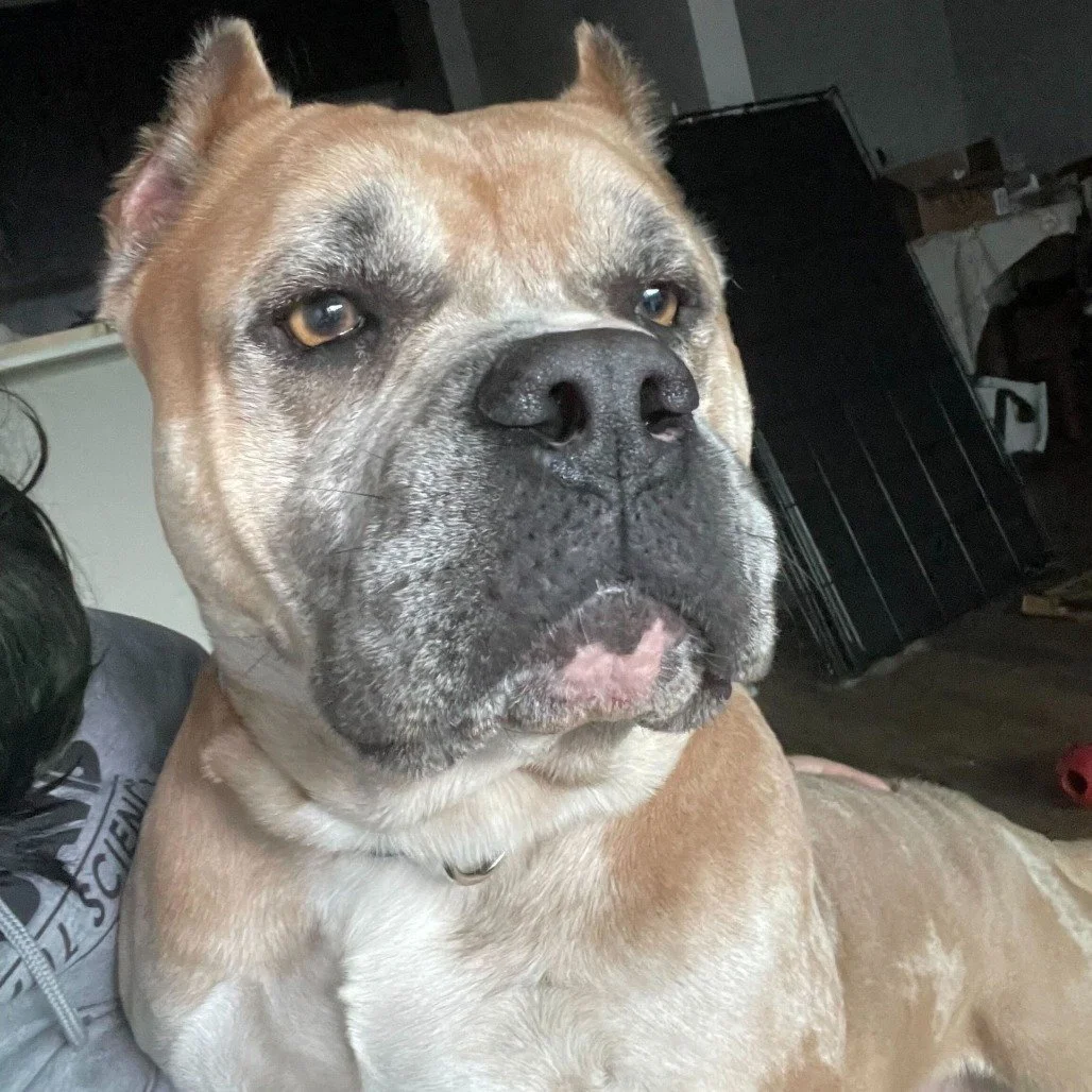 Bruno before adoption