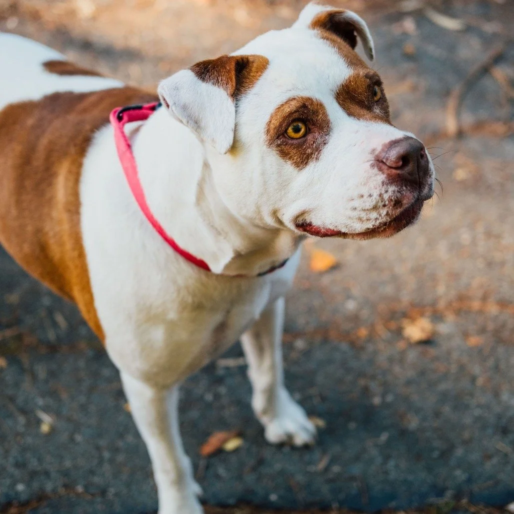 Dottie before adoption
