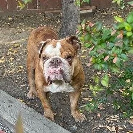 Remington before adoption