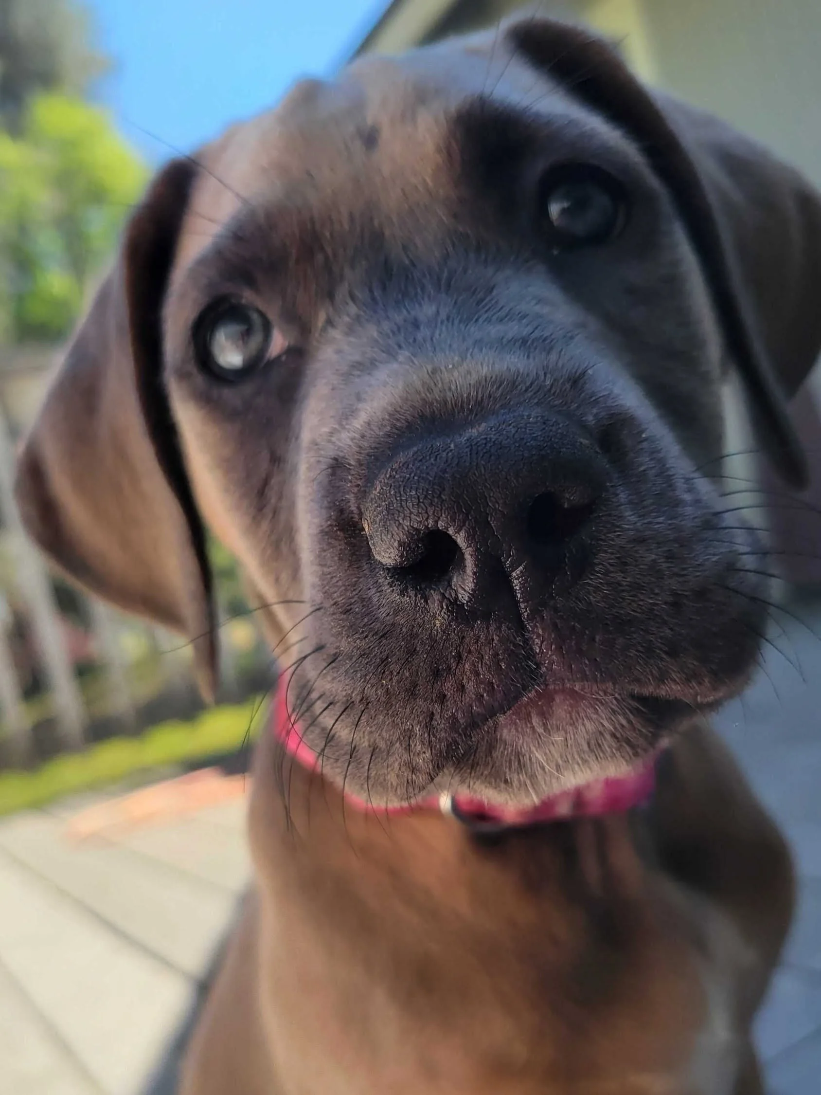 Polly with new family