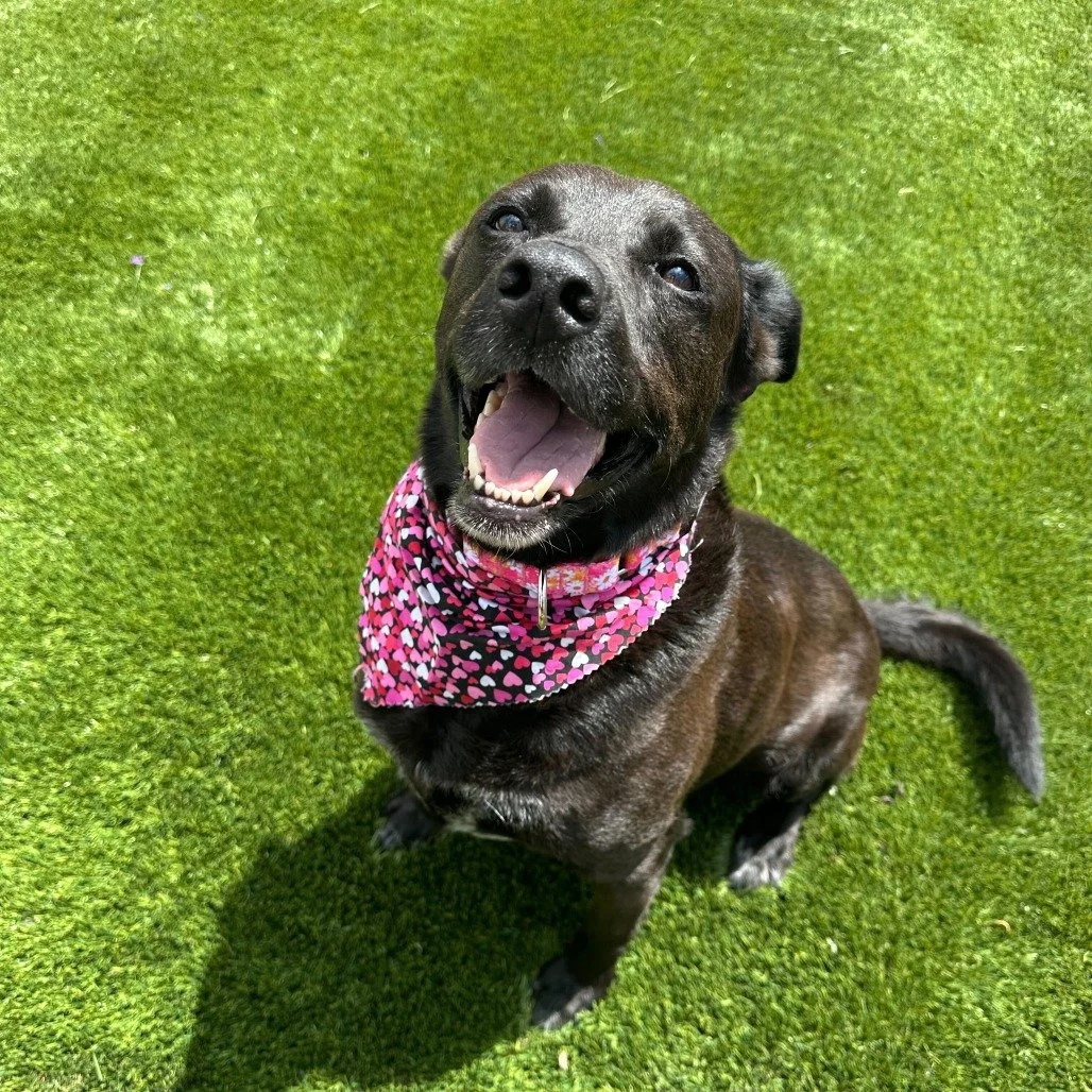 Midnight before adoption