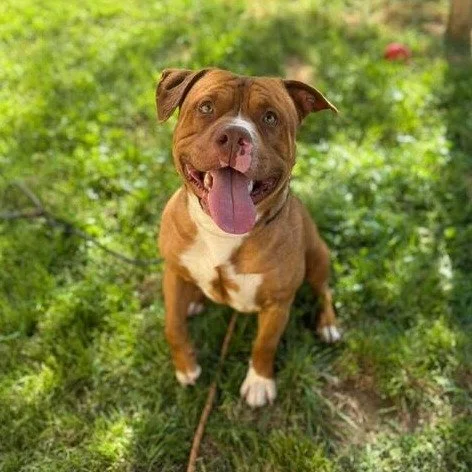 Brutus before adoption