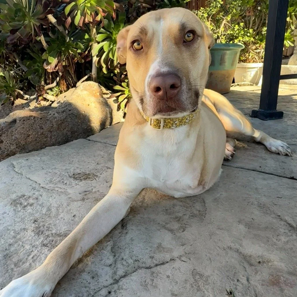 Chip before adoption