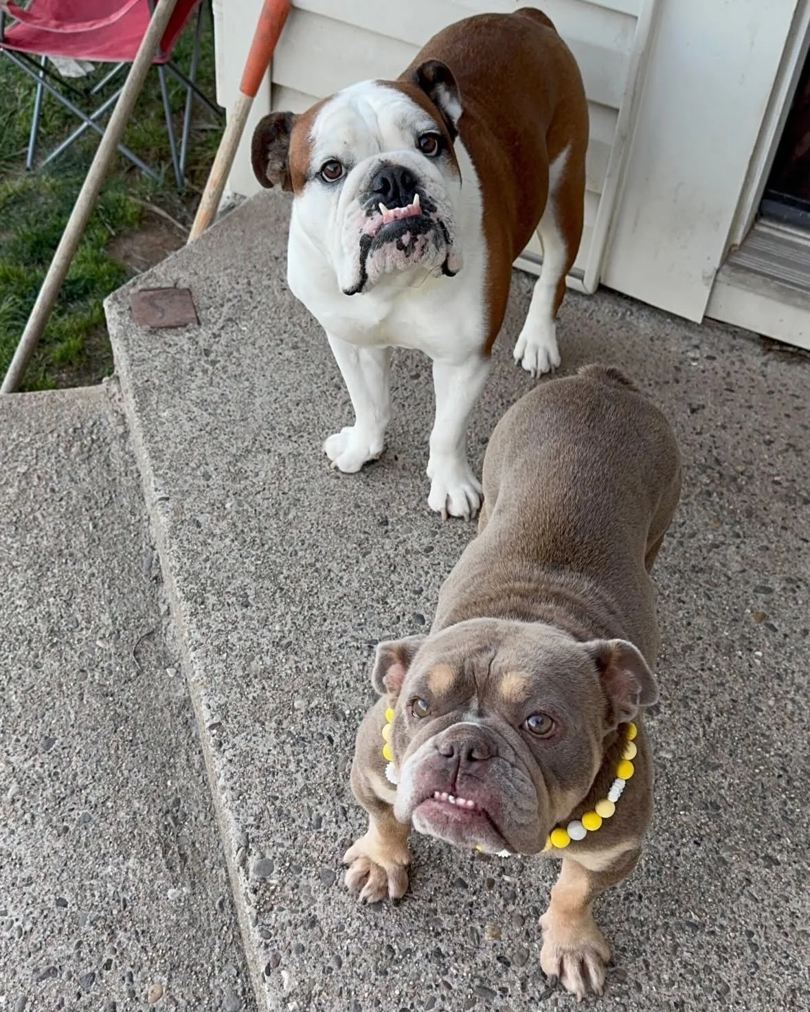 Rosey with new family