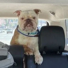 Goose before adoption