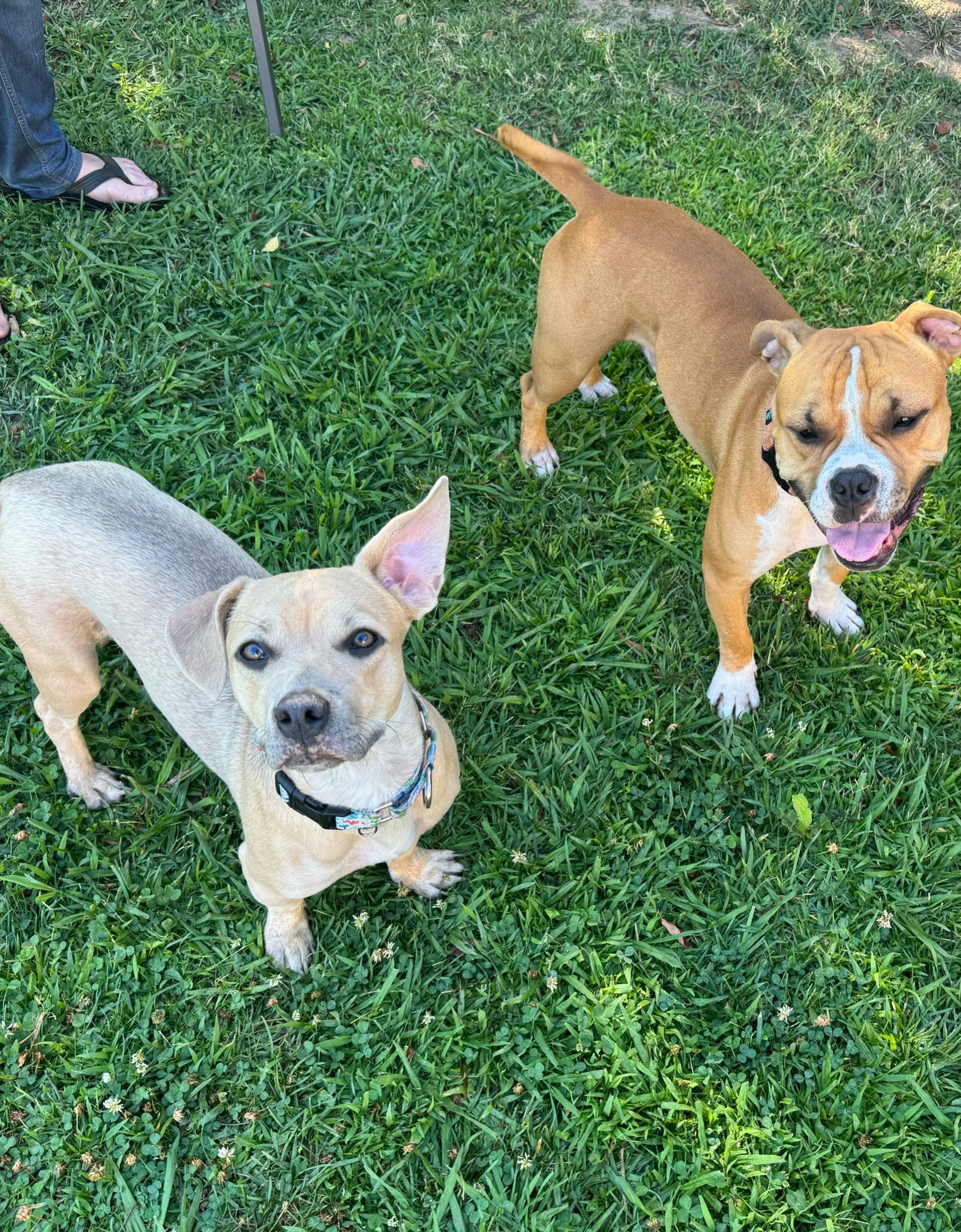 Copper with new family
