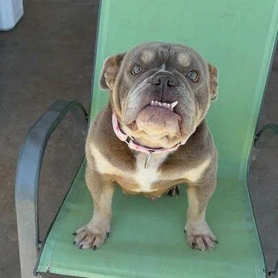 Rosey before adoption