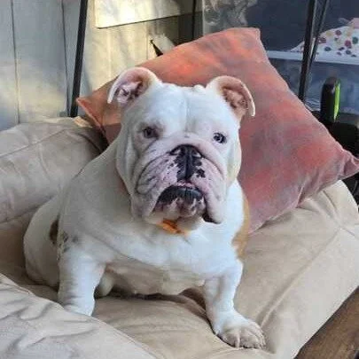 Pearl before adoption