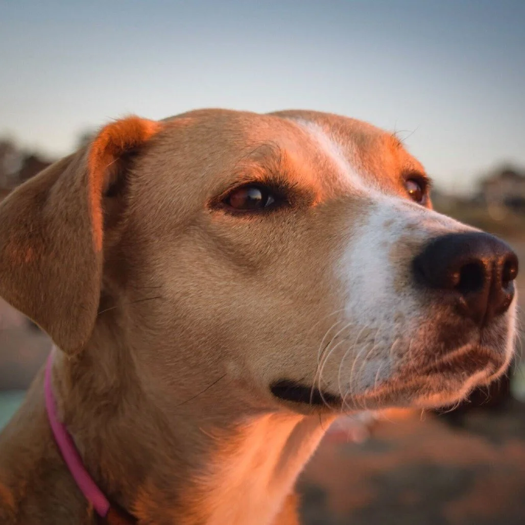 Peach before adoption