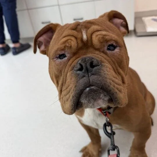 Red before adoption