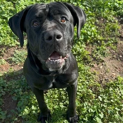 Twinkle Toes before adoption