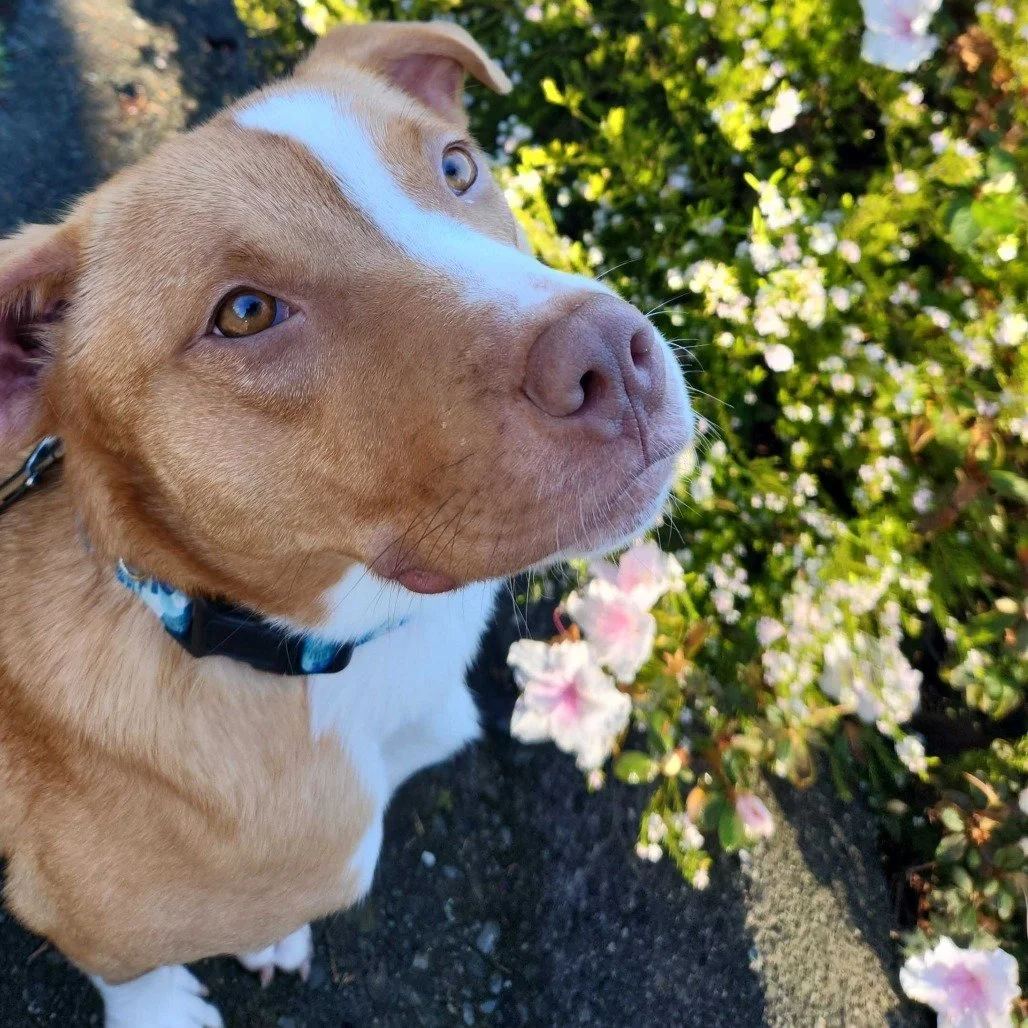 Dolly before adoption