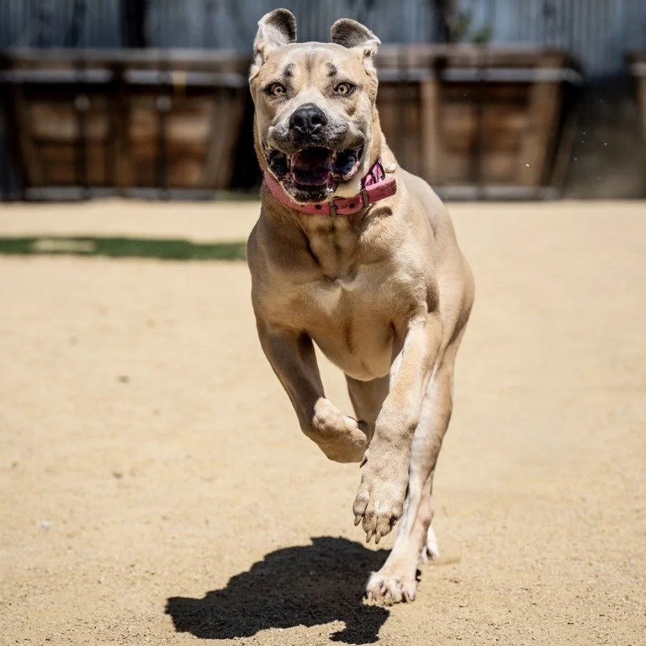 Brookie before adoption