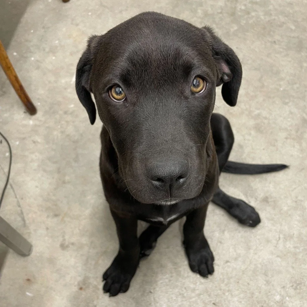 Elle before adoption